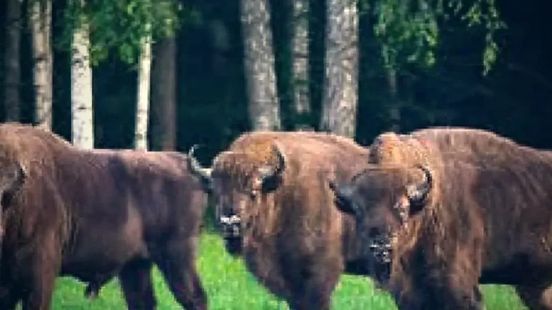 European Bison Show Reserve(5)