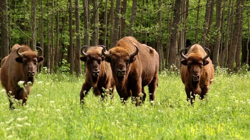 European_Bison_Show_Reserve_03