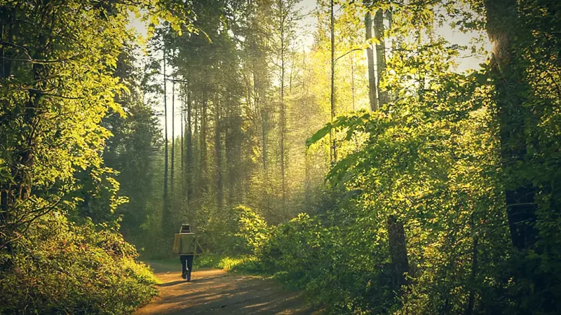Evening Forest Walk(3)