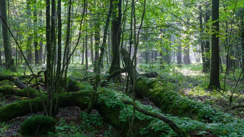 Evening_Forest_Walks_04