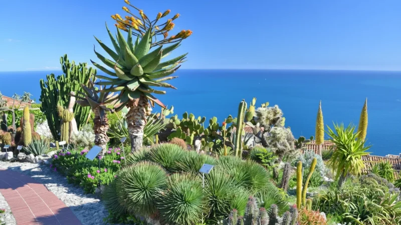 Èze Exotic Garden(5)