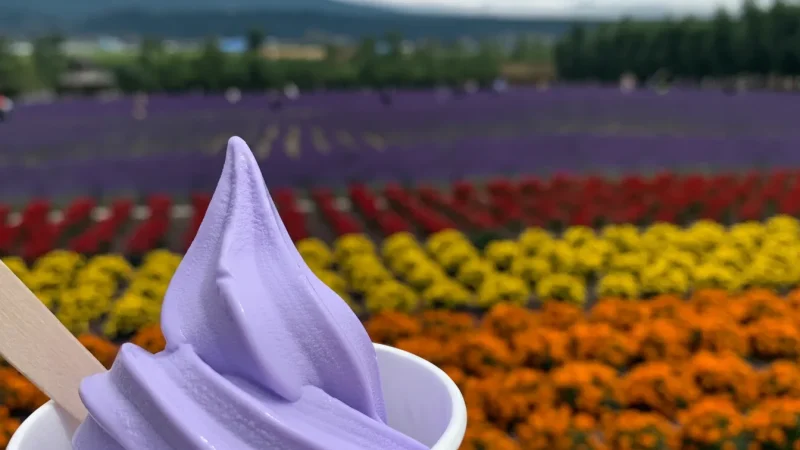 Farm Tomita (Lavender Fields)(4)