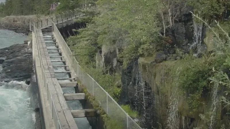 Fish Ladder – Salmon viewing(2)