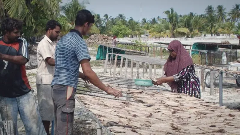 Fish Processing Jetty – Fishing culture(5)