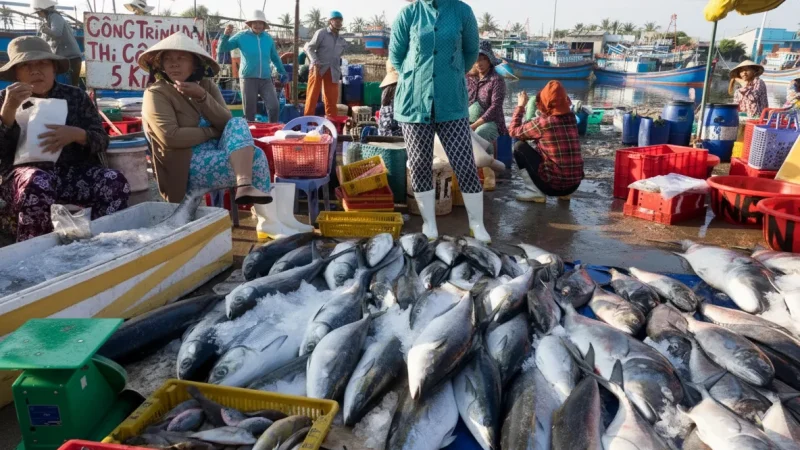 Fishing Harbor Area – Cam Ranh(5)