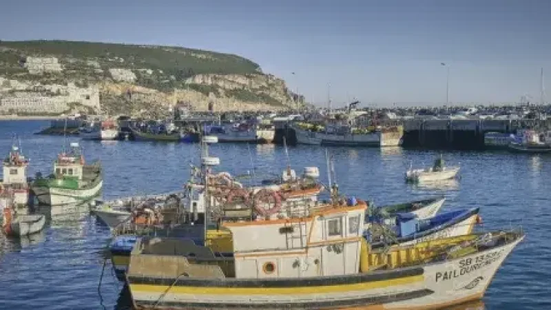Fishing Harbor – Boats & daily catch(3)