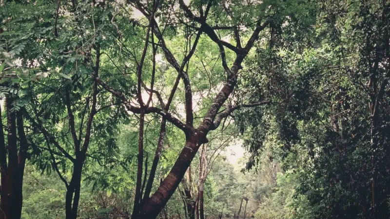 Flooded Forest Areas – Seasonal forest scenery(6)