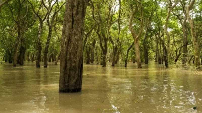 Flooded Forest Areas(1)