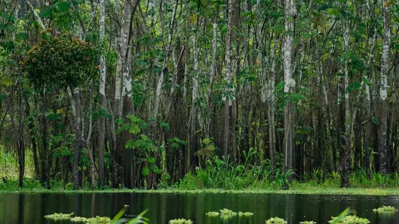 Flooded_Forest_Trails_–_Seasonal_jungle_paths__02