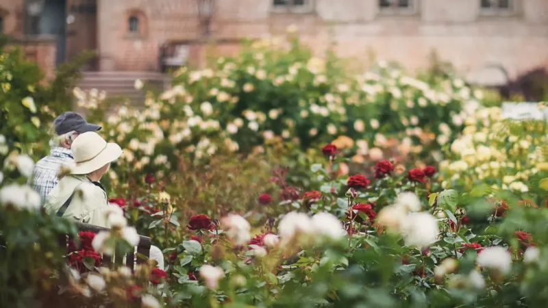 Flower Gardens – Colorful landscapes(3)
