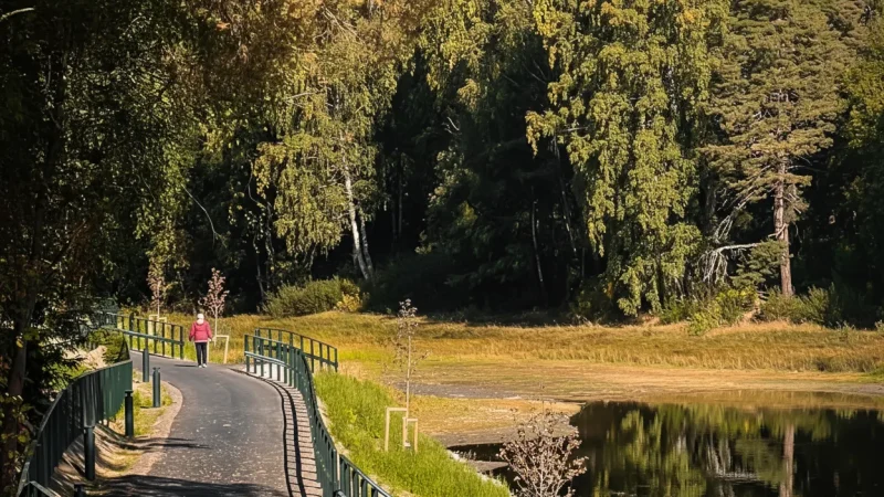 Forest Access Trails – Easy Nature Walks(5)