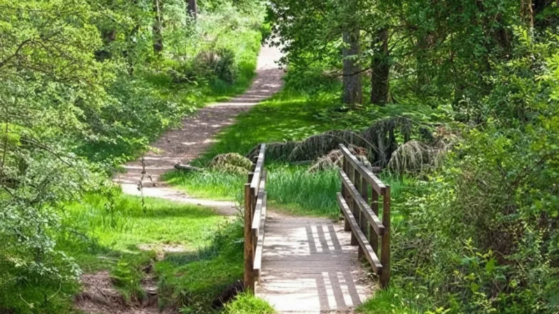 Forest Approach Trails – Scenic Entry Paths(1)