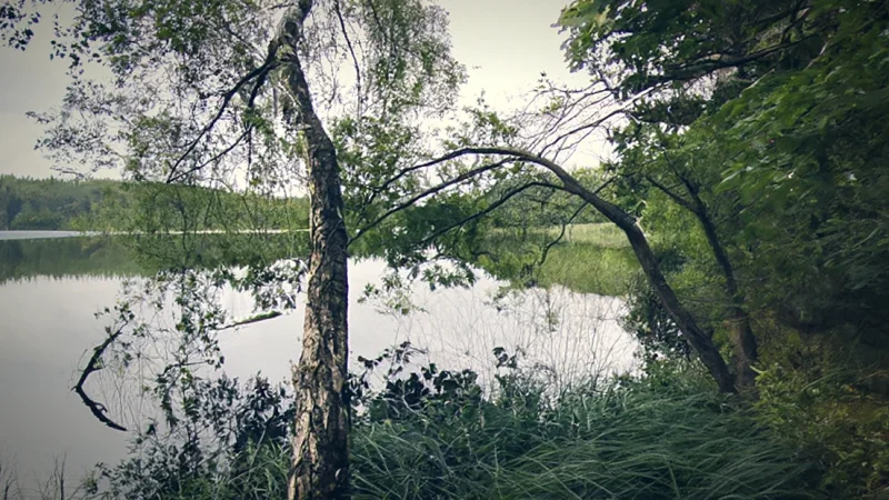 Forest Edge(2)