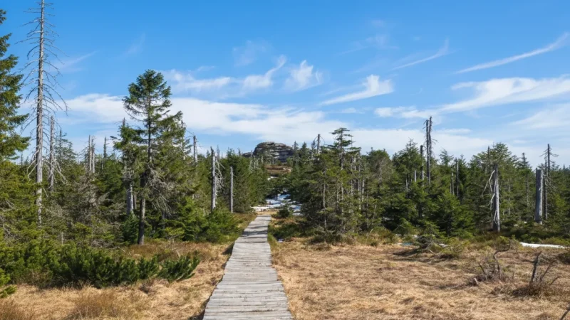 Forest Hiking Paths – Marked mountain routes (Jeseníky)(4)