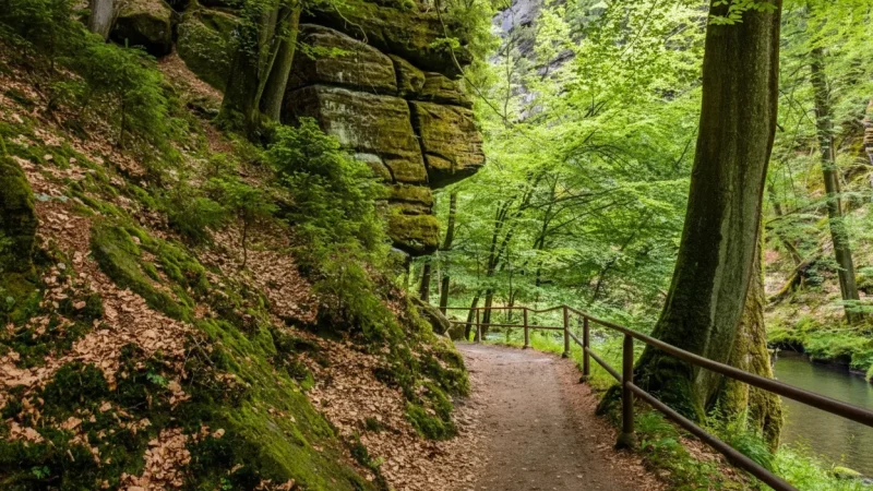 Forest Hiking Trails – Marked nature paths(4)