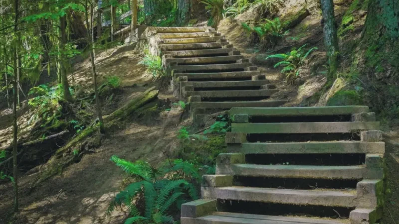 Forest Nature Trails – Rainforest walks(3)