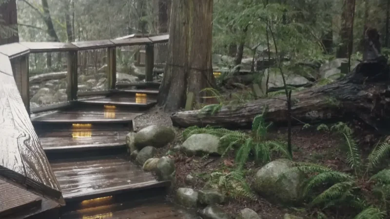 Forest Nature Trails – Rainforest walks(5)