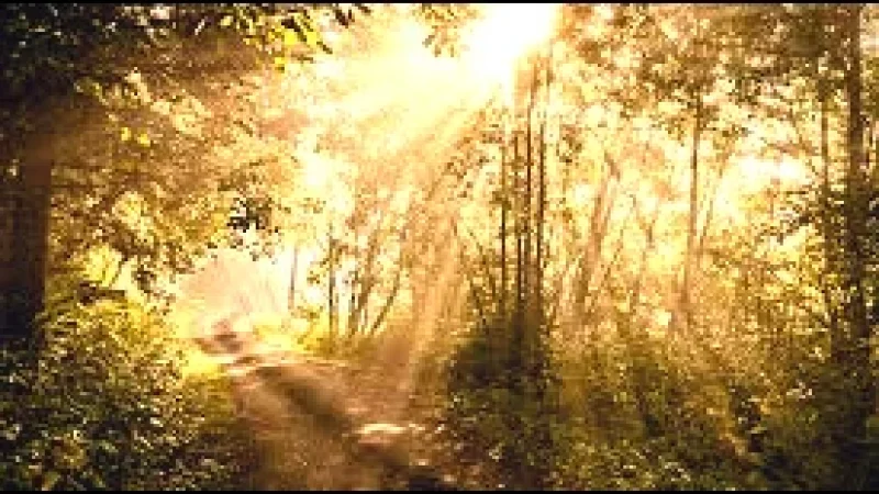 Forest Nature Trails – Woodland paths(4)