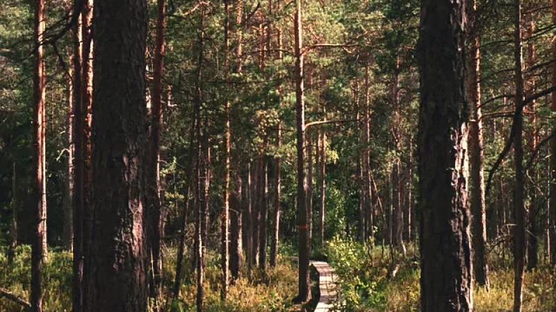 Forest Nature Trails(5)