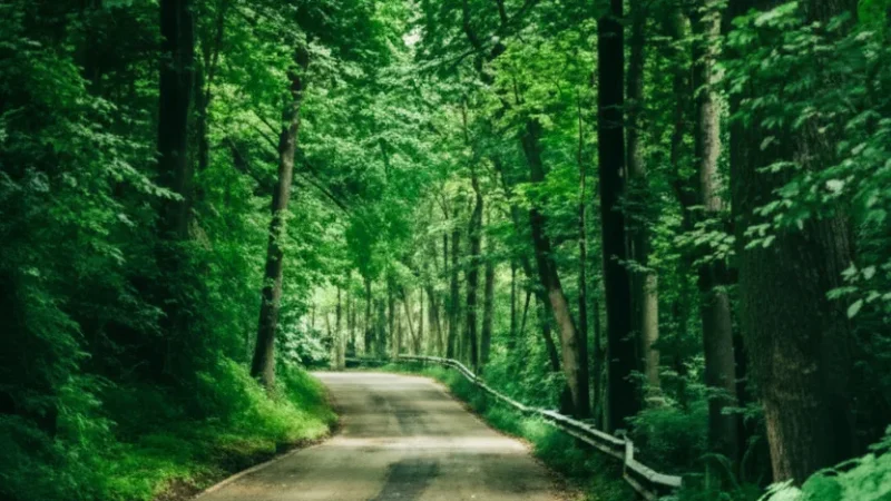 Forest Path Trails(7)