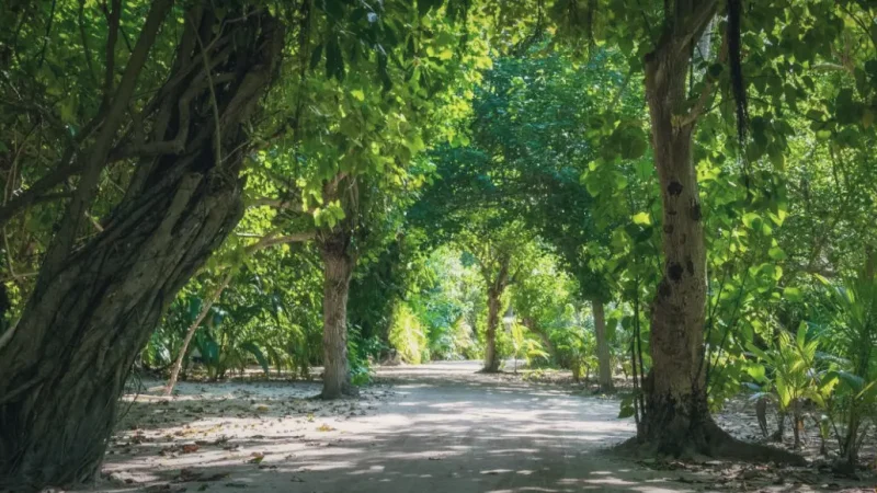 Forest Path – A short nature walk surrounded by greenery(6)