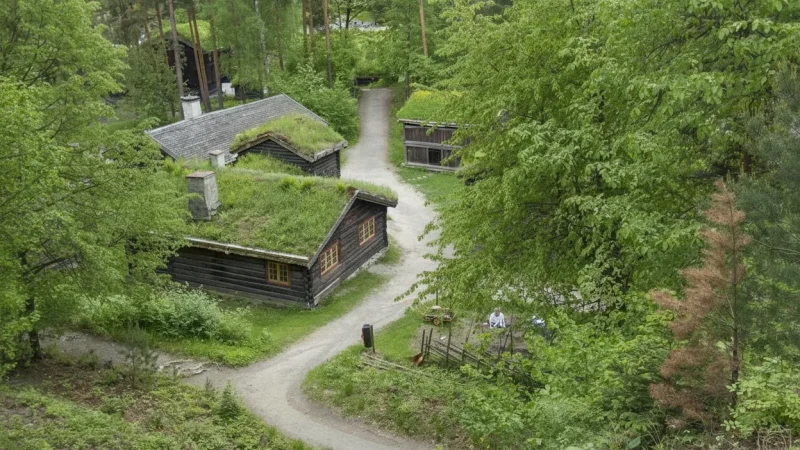 Forest Picnic Areas – Quiet Nature Rest Spots(3)