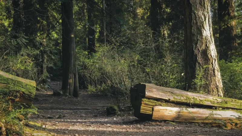 Forest Trails – Nature Walks(4)