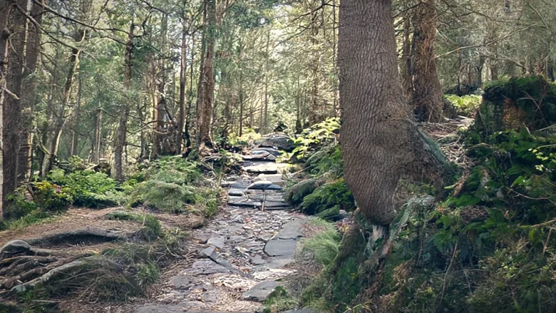 Forest Walk(1)