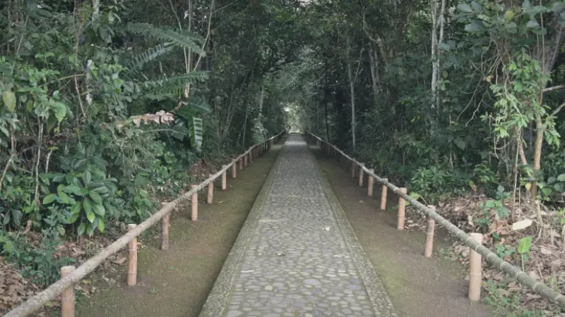 Forest Walking Paths – Quiet nature walks(2)