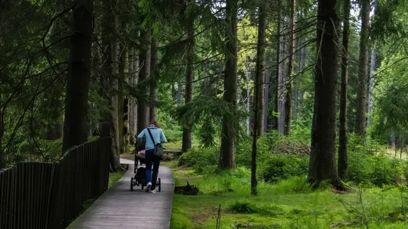 Forest Walking Paths – Shaded Nature Trails(4)