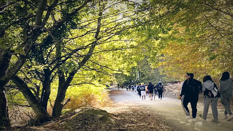 Forest Walking Trai(3)
