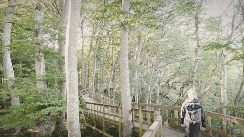 Forest Walking Trails – Beech forest paths(4)