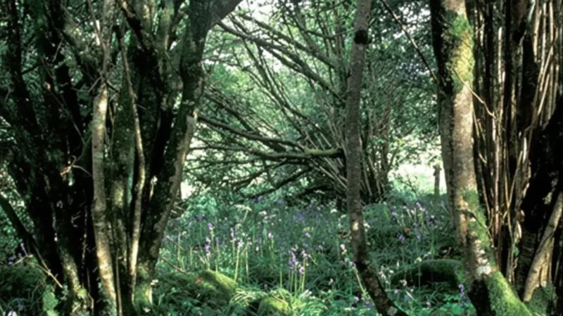 Forest Walking Trails – Easy Nature Access Near the City(5)