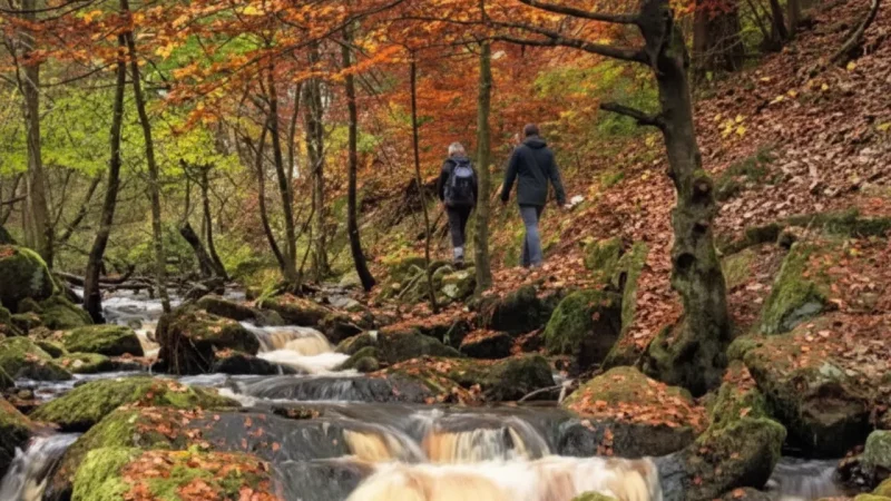 Forest Walking Trails – Nature Paths(1)