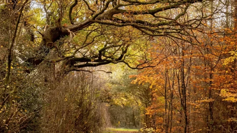 Forest Walking Trails – Nature Paths(4)