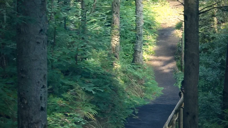 Forest Walking Trails(6)