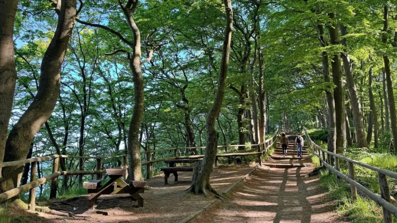 Forest_Edges_03