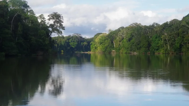 Forest_Lagoons_–_Aquatic_ecosystems__02