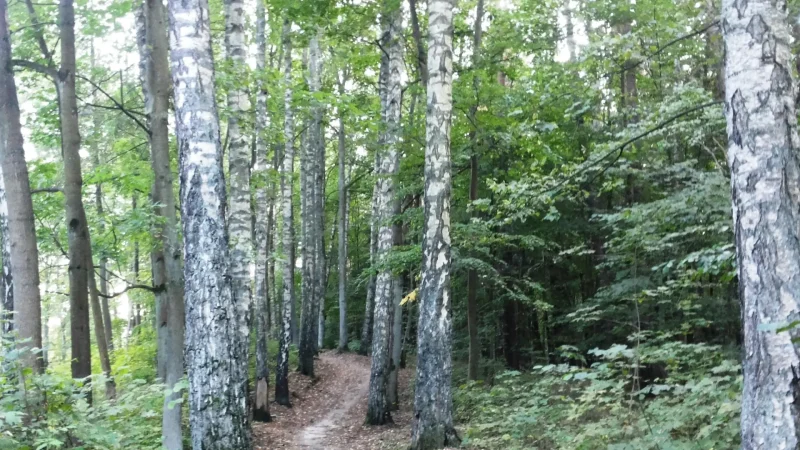 Forest_Paths_around_the_City_03