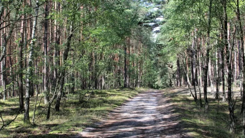 Forest_Walking_Trails_02