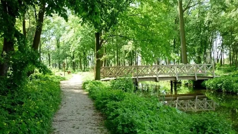 Forest_Walking_Trails_02