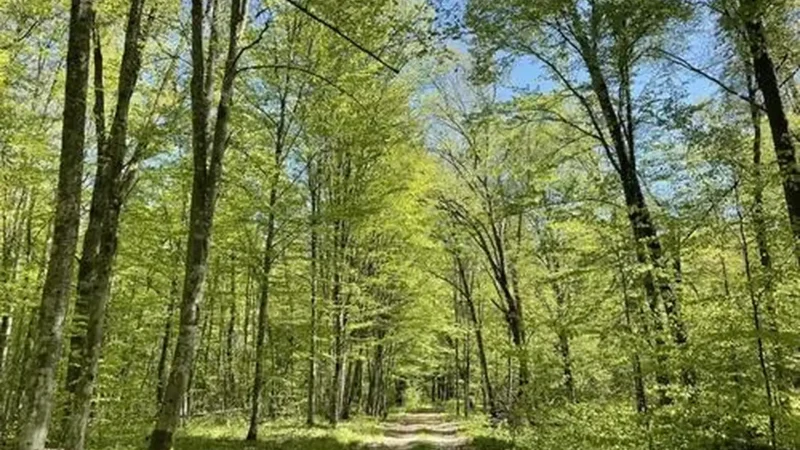 Forest_Walking_Trails_03