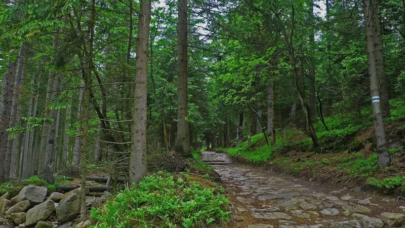 Forest_Walks_01