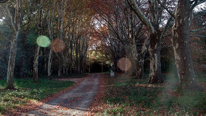 Forest_Walks_тАУ_Quiet_nature_trails_05