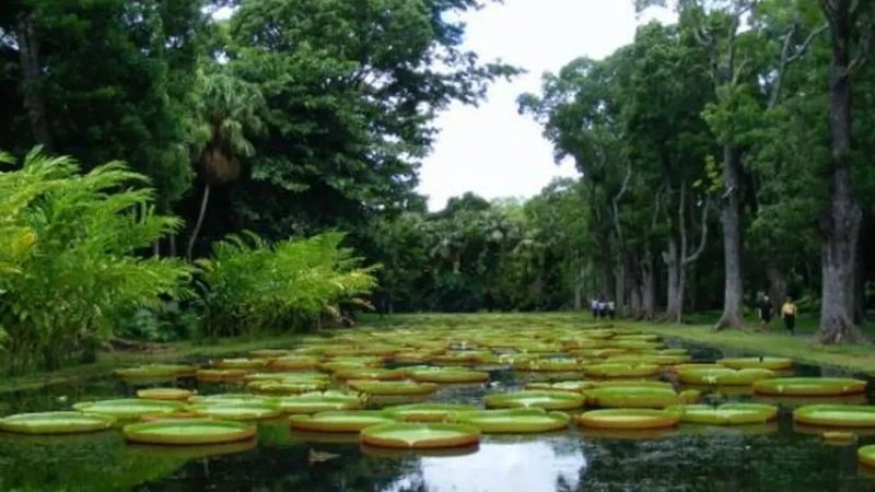Free_State_National_Botanical_Garden_тАУ_Indigenous_plants_02