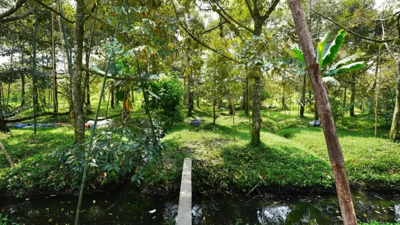 Fruit Farms – Seasonal Tropical Fruits(5)