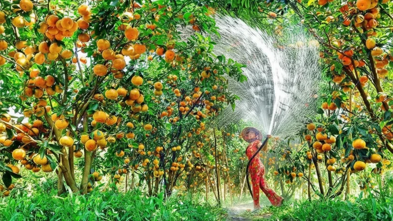 Fruit Gardens – Rambutan & Longan Orchards(5)