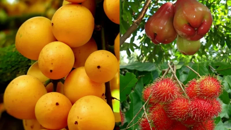 Fruit Gardens – Seasonal fruit areas(3)