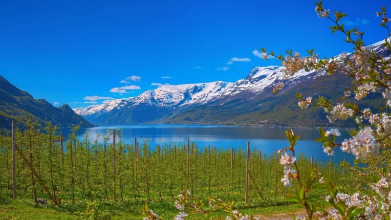 Fruit Orchards – Seasonal Apple and Fruit Farms(4)