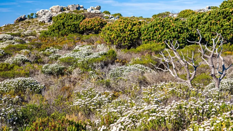 Fynbos_Vegetation_Zones_тАУ_Unique_plant_life_05